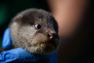 【今日の1枚】表情豊か、カワウソの赤ちゃん フランス