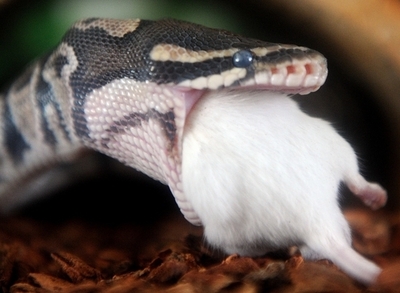 ヘビは水中ではなく陸上で進化、米論文