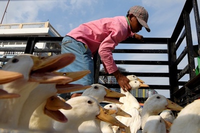 鳥インフルで2歳女児死亡 カンボジア