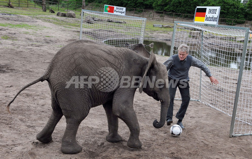 象が元ドイツ代表ｇｋと一緒に試合結果を予想 欧州選手権 写真10枚 ファッション ニュースならmode Press Powered By Afpbb News
