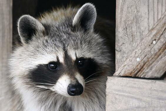 酒店に侵入のアライグマ 「飲みすぎ」で大の字に 米国