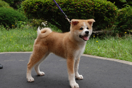 プーチン露大統領に贈呈、秋田犬「ゆめ」の写真公開