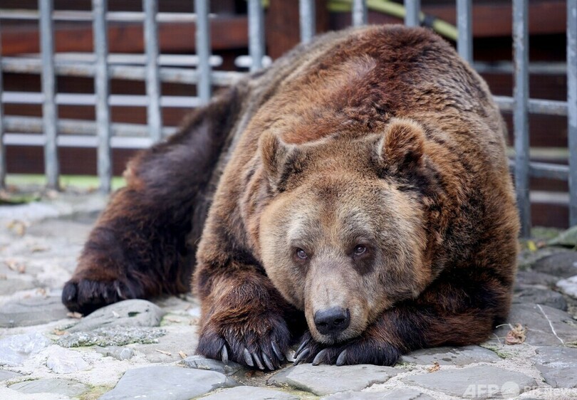 レストランで20年、客寄せのクマが保護区に引っ越し アルバニア