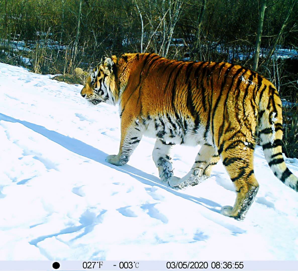 黒竜江省太平溝自然保護区、野生のアムールトラ4頭を新たに確認 写真2枚 国際ニュース：AFPBB News