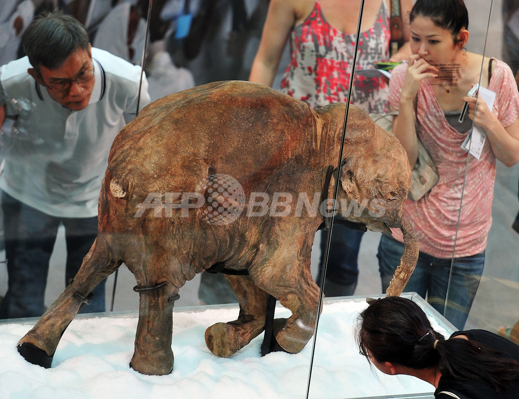 永久凍土から発見の赤ちゃんマンモス「リューバ」、香港で公開中 写真4枚 国際ニュース：AFPBB News