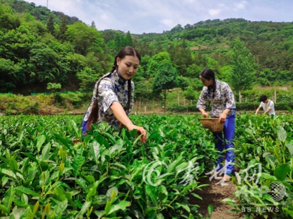 茶葉と観光で村おこし 湖北省の白馬山村 茶葉と観光で村おこし 湖北省の白馬山村