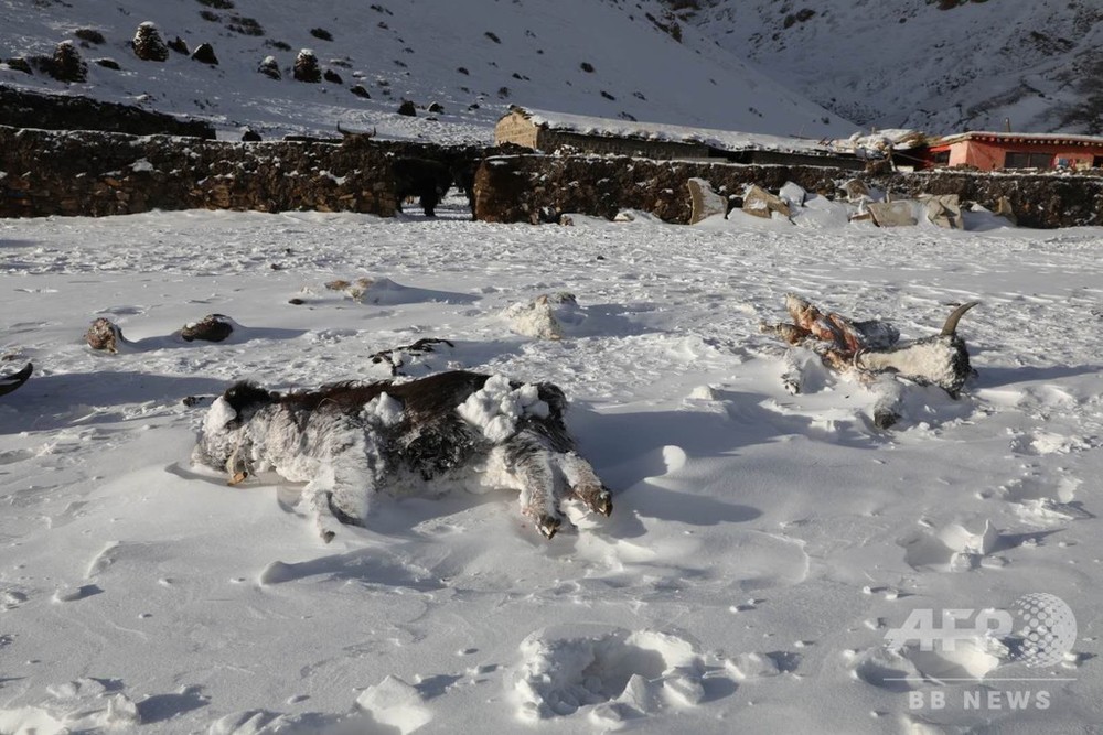国際ニュース：AFPBB News青海省玉樹チベット族自治州で大雪被害