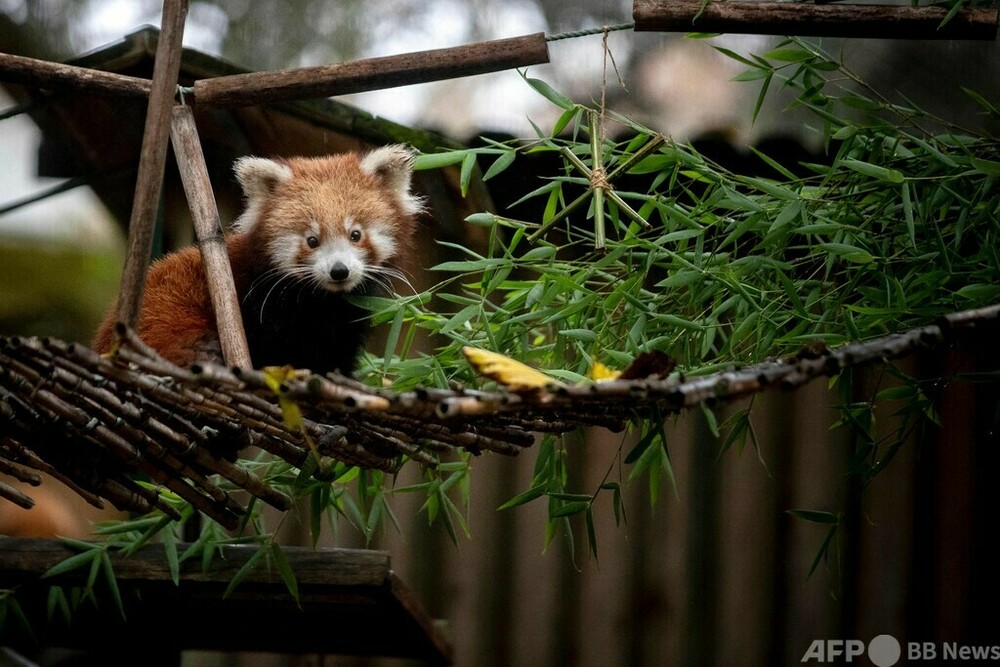 絶滅危機のレッサーパンダの赤ちゃん、初公開 ポルトガル 写真20枚