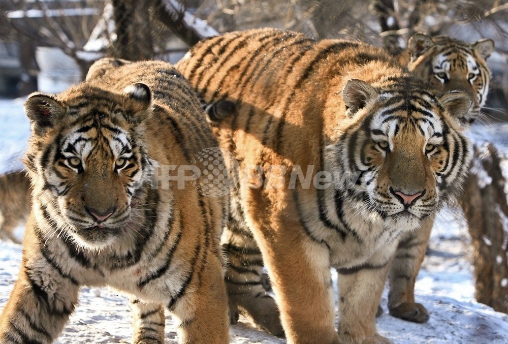 中国動物園でシベリアトラ11頭が餓死 財政難でえさ不足に 写真1枚 国際ニュース Afpbb News