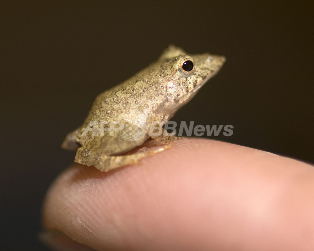 卵からオタマジャクシにはならない珍種カエル 子どもは指先サイズ 写真1枚 国際ニュース Afpbb News