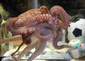 ドイツ・オーバーハウゼン（Oberhausen）の「シーライフ（Sea Life）」の水槽の中で、箱の上に座るタコのパウル（2010年6月22日撮影）。(c)AFP/ROLAND WEIHRAUCH