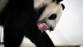 ロシアのモスクワで生まれた赤ちゃんを口にくわえる母パンダ（2023年8月28日撮影）。(c)Xinhua News