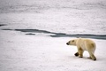 フランツヨシフ諸島のゲオルグ島沖のホッキョクグマ（2021年8月22日撮影）。(c)Ekaterina ANISIMOVA / AFP
