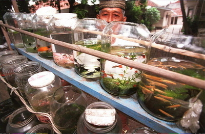 シャンプーで熱帯魚殺したTV司会者に有罪判決、デンマーク