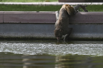 水を求めて井戸に飛び込んだサルの群れ、出られず溺死 インド熱波