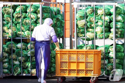 韓国・異常気象で春キャベツの生産量減少、価格高騰…供給確保に奔走するキムチ業界