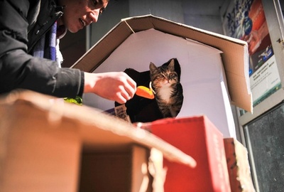 野良猫の世話で忙しい胡おばさん、家族も応援 北京