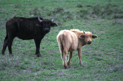 ケニアでアルビノのバッファローを確認、同国初