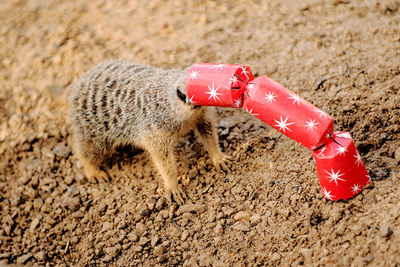僕らにもクリスマスプレゼント！ロンドン動物園