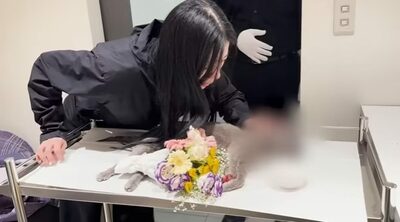 清掃業者、誤って窓を開けたら…韓国・人気ユーチューバー「11年飼育」の愛猫が転落した