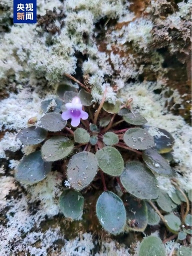 「飛べない蝶」 中国雲南でイワタバコ科植物の新種を発見