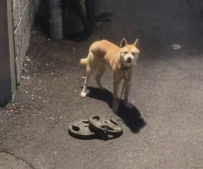 首に「30kg」鉄バーベルつながれ…韓国・虐待された犬が自力で下山、ネットに感動の声