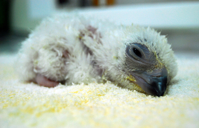 いつか大空へ･･･絶滅寸前のフィリピンワシの赤ちゃん生まれる