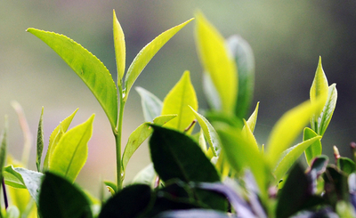 スリランカの紅茶生産が危機、干ばつで収穫激減