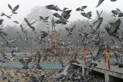 インド警察、同国首相への脅迫メモ運ぶハトを「逮捕」