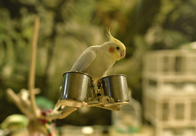 中国の科学者 オウム病の感染ルートを解明