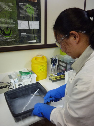 グレートバリアリーフを守れ、豪州内陸部で希望の冷凍保存