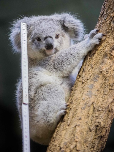 内心びくびく？ 独動物園で毎年恒例の個体数調査