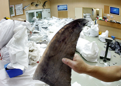 フカヒレ漁規制法案、米上院が可決