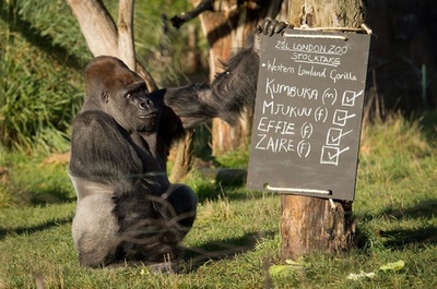 全部で何匹？1週間かけ850種を調査、ロンドン動物園