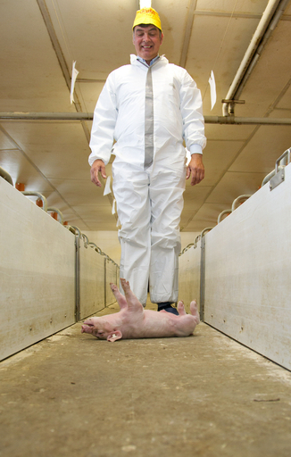 養豚の神様？ブタと意思疎通できるシーペンスさんは大忙し