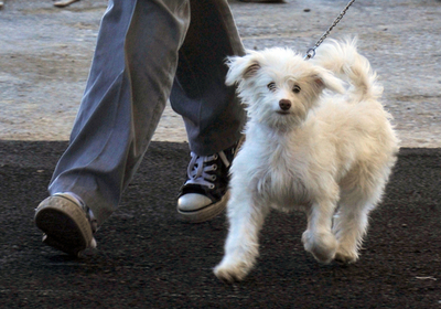 パキスタンでドッグショー開催