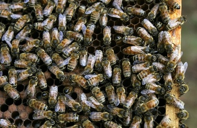 ミツバチのコロニー崩壊、若バチの早死にも要因か 国際研究