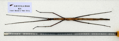 全長62.4センチのナナフシ、世界最長の昆虫か 新華社