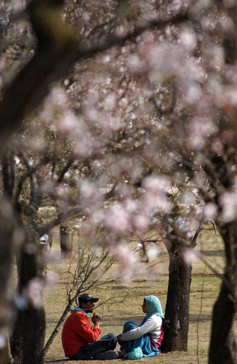 春の訪れ告げる、アーモンドの花　インド・カシミール