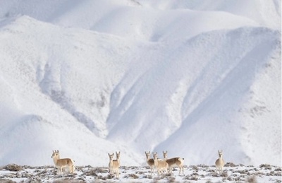雪景色に現れた「高原の精霊」 甘粛省のチベットカモシカ