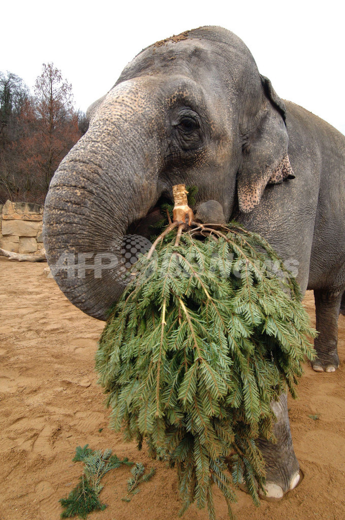 ゾウはクリスマスの木が大好物 チェコ 写真2枚 国際ニュース Afpbb News