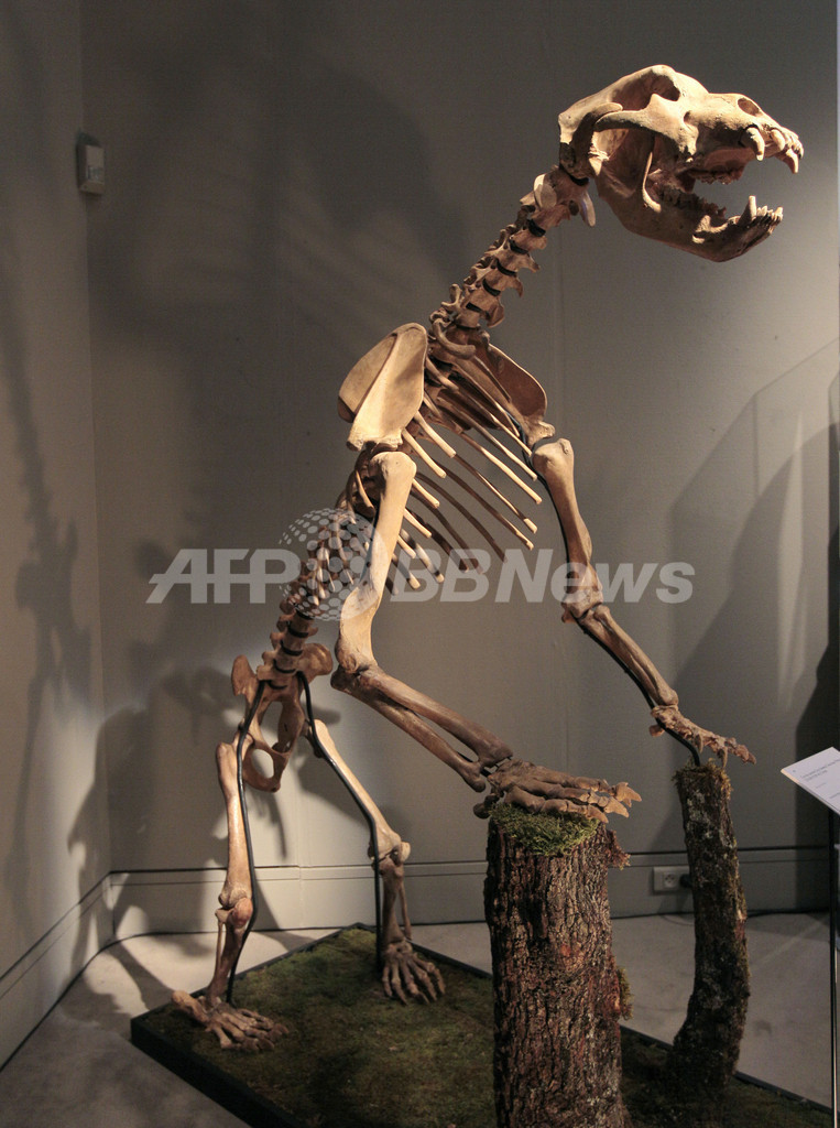 恐竜や大型肉食獣の化石、サザビーズが5日競売へ 写真11枚 国際ニュース：AFPBB News