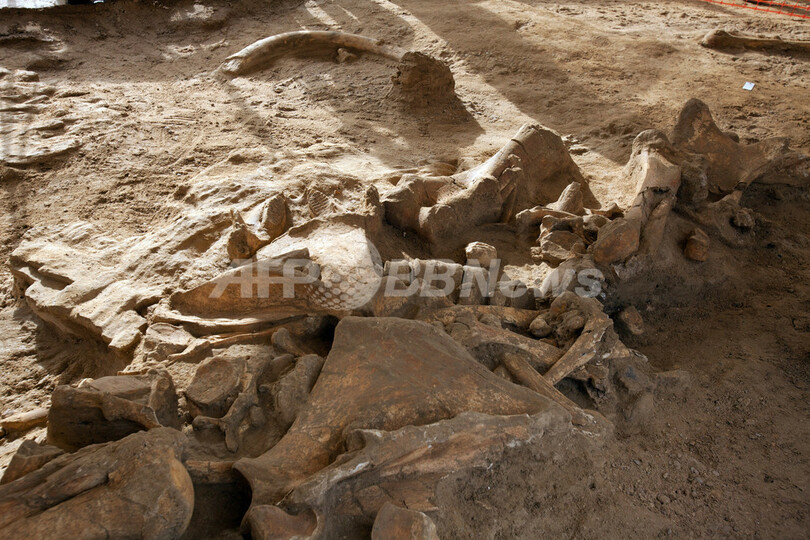 ほぼ完全なマンモスの骨格、仏パリ近郊で発掘