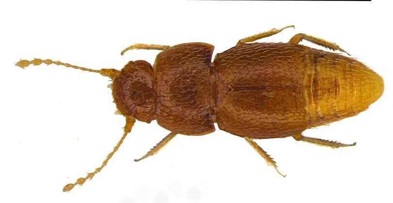 新種の甲虫、グレタさんにちなみ命名 英自然史博物館