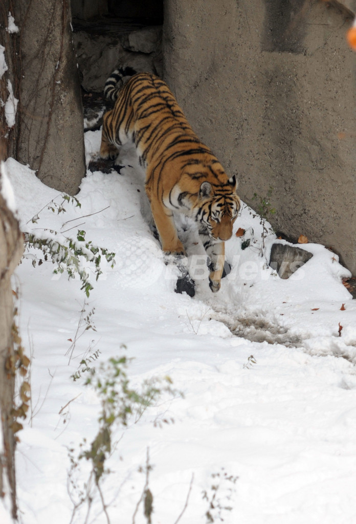 北京また大雪、人工降雪の議論も再燃 チャイナ・デーリー