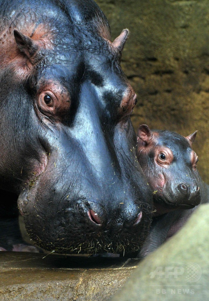 生後1か月の赤ちゃんカバ、目をまん丸にして水泳も チェコ