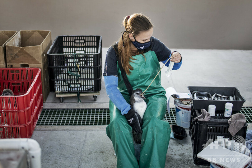希少ペンギン繁殖地そばに海上給油基地、「わかしお」事故で懸念高まる 南ア