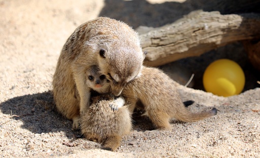 パイプの中からチラッ、三つ子のミーアキャットの赤ちゃん 豪 写真4枚