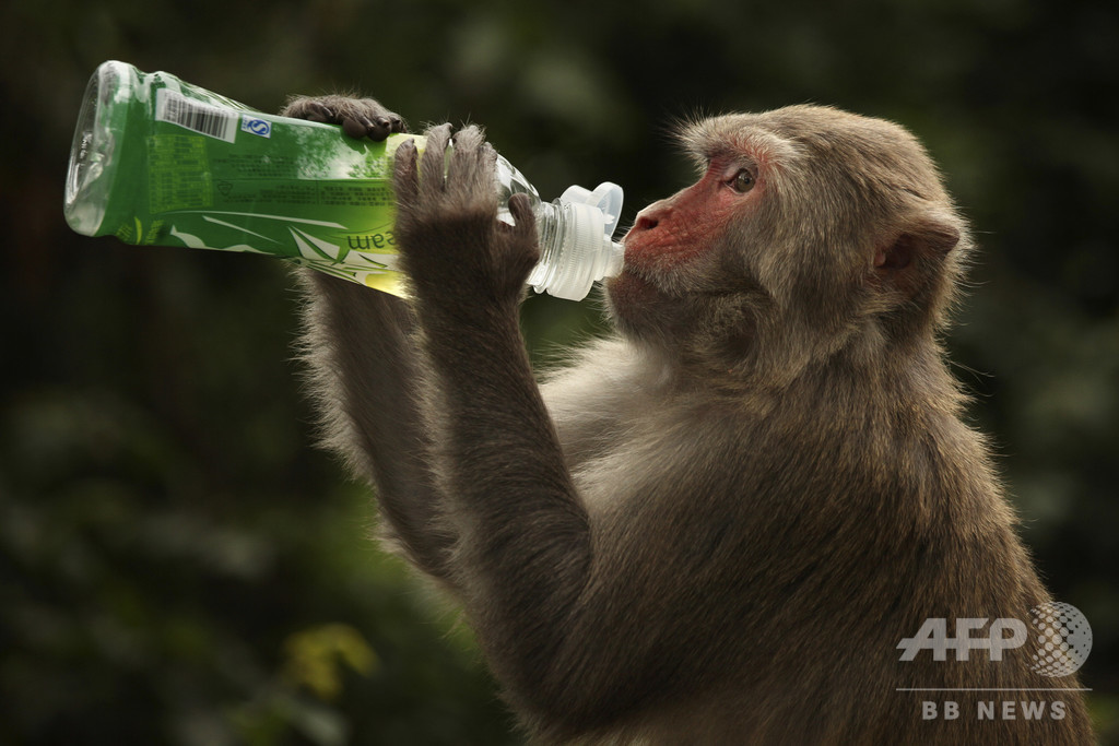 ヒトの脳の発達に関わる遺伝子をサルに移植 中国で実験 写真1枚 国際ニュース Afpbb News