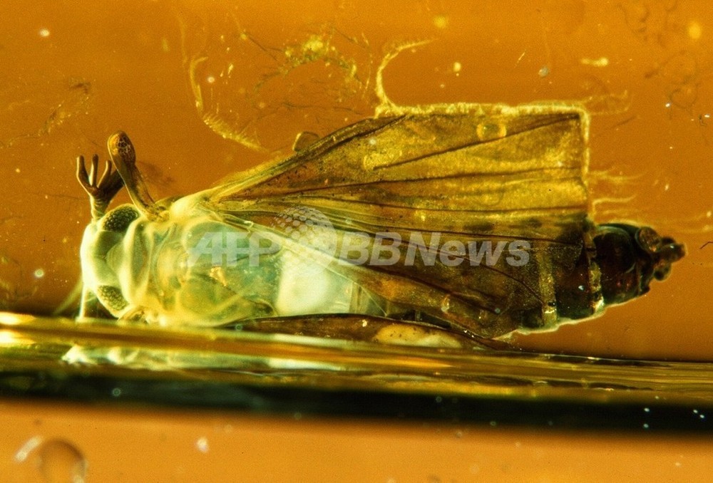 1億1000万年前の昆虫、琥珀から発見 スペイン 写真1枚 国際ニュース